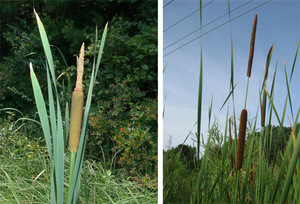 typha lat and ang - michigan flora.jpg